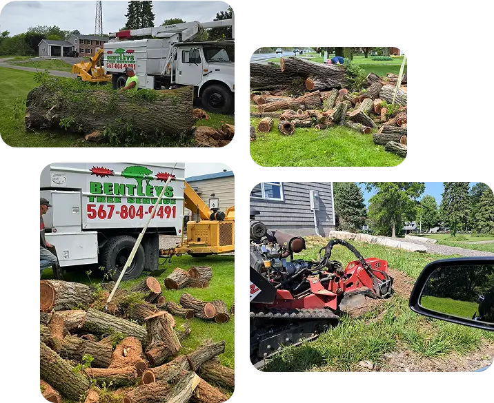 Complete Tree Care Solutions