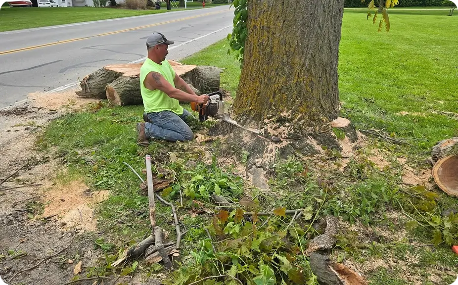 Large Maple Tree Removal – Kent, WA 2